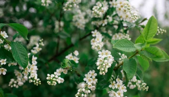 Дендротерапевт Рязанова установила взаимосвязь цветения черемухи и жаркого лета