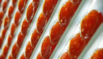 В Роспотребнадзоре объяснили, какую икру не следует покупать В Роспотребнадзоре объяснили, какую икру не следует покупать