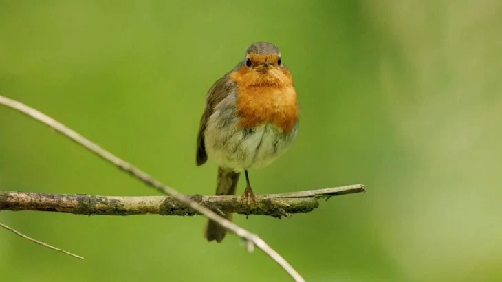 Перелетные птицы начали возвращаться на зеленые территории Москвы