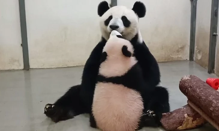 «Панда поцелуи»: Московский зоопарк показал трогательный ритуал Катюши и Диндин «Панда поцелуи»: Московский зоопарк показал трогательный ритуал Катюши и Диндин