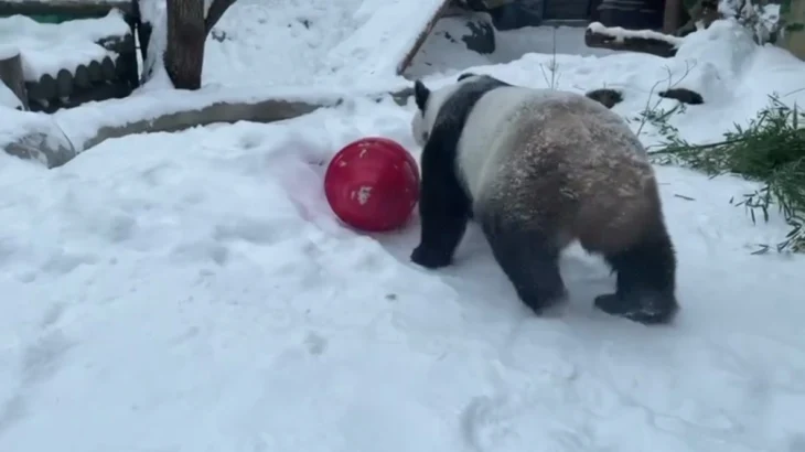 Московский зоопарк показал кадры с пандами Жуи и Диндин, катающимися по снегу Московский зоопарк показал кадры с пандами Жуи и Диндин, катающимися по снегу