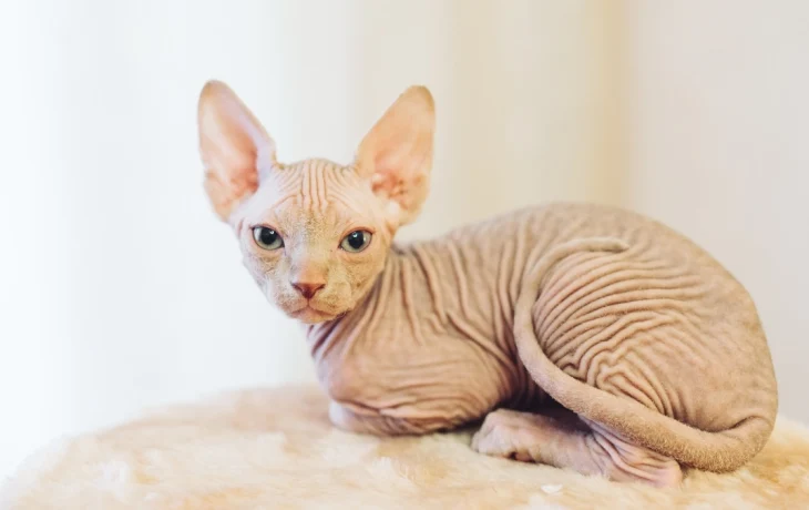 Московские ветеринары извлекли из кишечника кота-сфинкса Коди игрушку динозавра Московские ветеринары извлекли из кишечника кота-сфинкса Коди игрушку динозавра