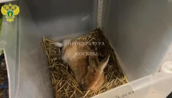 Прокуратура нашла нарушения в работе частного зоопарка в Москве