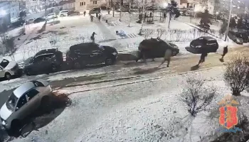 МВД заявило о возможной высылке из РФ участников драки и стрельбы в Красноярске