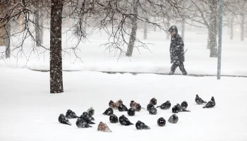 Москвичей предупредили о морозах до минус 12 градусов на следующей неделе