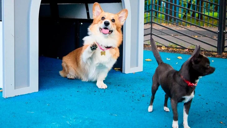 Новые собачьи площадки появились на юго-востоке Москвы Новые собачьи площадки появились на юго-востоке Москвы