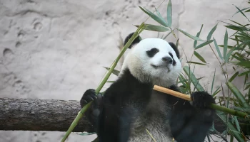 &laquo;Ну очень старается&raquo;: Московский зоопарк показал, как малышка-панда ест бамбук