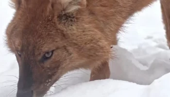 &laquo;Вынюхивает весну&raquo;: Московский зоопарк показал любопытного красного волка