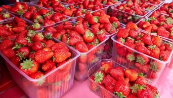 Эксперт Панченко: клубника подешевеет на 20% в июне