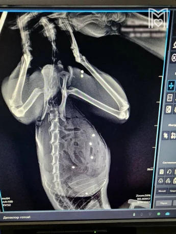 Расстрелянного из ружья кота с более чем 20 ранениями спасли московские ветеринары 