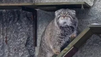 &laquo;Немного оптимизма&raquo;: Московский зоопарк показал позитивное утро манула Тимоши