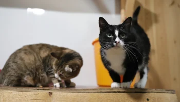 Вин Дизель, Мякоть, Носок: стали известны самые необычные клички московских кошек Вин Дизель, Мякоть, Носок: стали известны самые необычные клички московских кошек