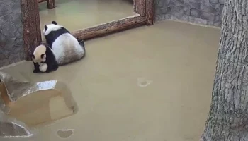&laquo;Поиграем в футбол&raquo;: Московский зоопарк показал спортивный азарт панды Катюши