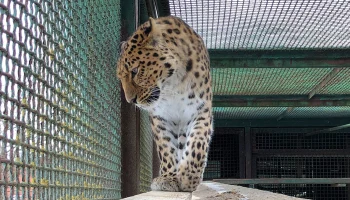 Житель Москвы в «зверских» условиях держал дома львов, медведей и леопарда Житель Москвы в «зверских» условиях держал дома львов, медведей и леопарда