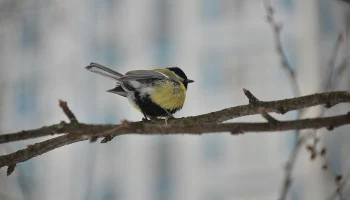 Москвичам рассказали о пернатых, которых можно встретить в столице зимой