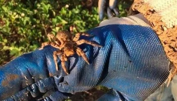 Кусачих тарантулов заметили в Подмосковье