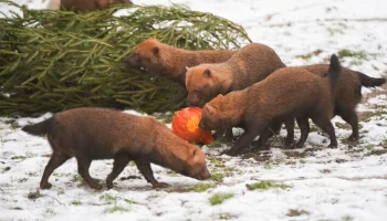 Московский зоопарк установил мировой рекорд по количеству видов животных