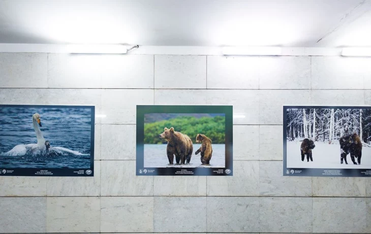 Новая экспозиция фотографий семейств животных и птиц открылась в столичном метро