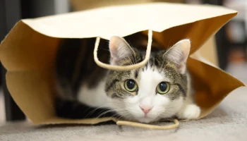 Shot: Женщина держит около 80 кошек в своей двухкомнатной квартире в Москве