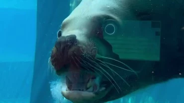 «Любимчик»: Московский зоопарк показал подшучивающего над детьми сивуча Дино «Любимчик»: Московский зоопарк показал подшучивающего над детьми сивуча Дино