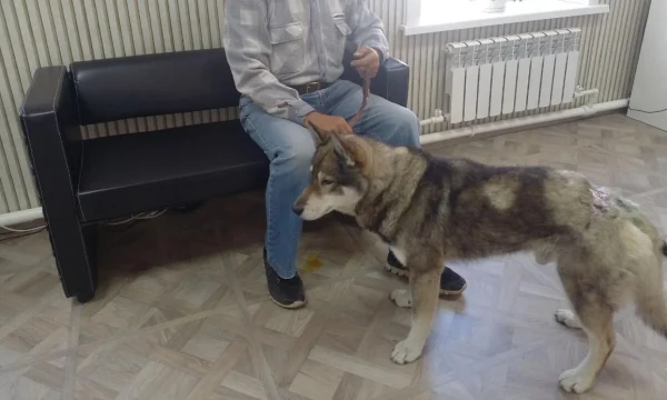 Пес на Сахалине отбил хозяина у медведя и выжил после тяжелых ран Пес на Сахалине отбил хозяина у медведя и выжил после тяжелых ран