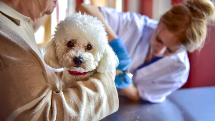 На Тверском бульваре начал работу спецпроект «Моспитомец х Четвероногий друг» На Тверском бульваре начал работу спецпроект «Моспитомец х Четвероногий друг»