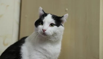 Московские ветеринары провели сложную пластическую операцию коту Барсику