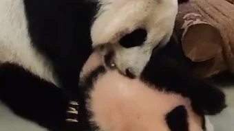 &laquo;Катюша выросла&raquo;: Московский зоопарк показал агрессивные игры панды Катюши с мамой