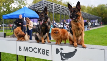 Сергунина рассказала об открытии кинологического парка на юге Москвы