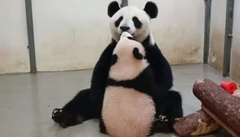 «Панда поцелуи»: Московский зоопарк показал трогательный ритуал Катюши и Диндин
