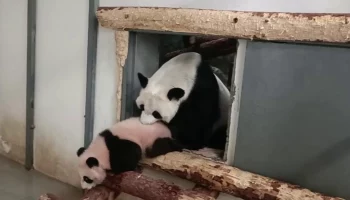 &laquo;Я настаиваю&raquo;: Московский зоопарк показал решительность мамы панды Катюши