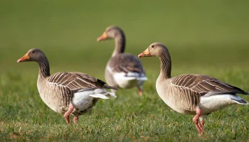 Футбольный матч в Англии отменили из-за гусиного помета на поле