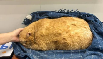 Пермский кот Крошик, весивший 17 килограммов, начал ходить