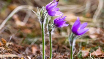 Сон-трава расцвела в "Аптекарском огороде"