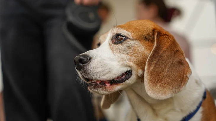 Предприниматель: Здорово, что Москва создает сервисы для владельцев животных Предприниматель: Здорово, что Москва создает сервисы для владельцев животных