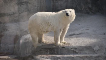 Россия не стала передавать белого медведя в обмен на японских капибар Россия не стала передавать белого медведя в обмен на японских капибар