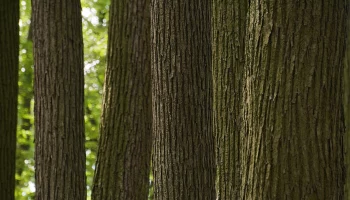 Сергей Собянин рассказал, как высадка деревьев украшает столичные магистрали