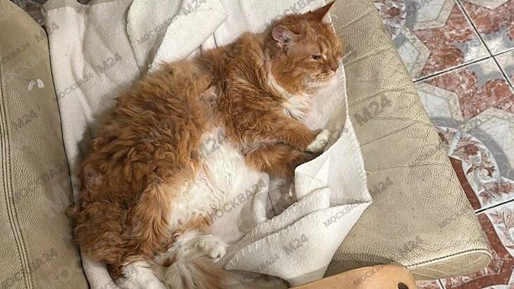 Полиция проверит жителя Подмосковья, который пытался выкинуть кота из окна Полиция проверит жителя Подмосковья, который пытался выкинуть кота из окна