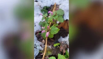 Яснотка зацвела в столичном парке "Останкино" из-за теплой погоды