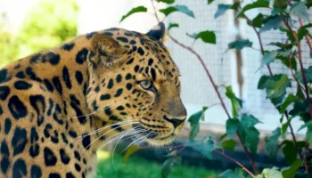 &laquo;Отличный повод&raquo;: Московский зоопарк рассказал необычные факты о кошачьих обитателях