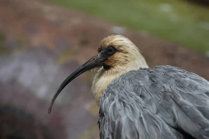 Собянин: Около 600 детенышей появились на свет в Московском зоопарке в 2025 году