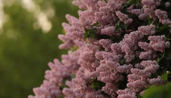 Москвичам рассказали, когда в столицу вернется тепло