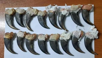 Таможенники нашли у иностранца 16 когтей медведя в Забайкалье