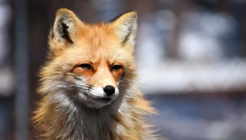 Резервуар смертельного вируса: как вести себя при встрече с лисой