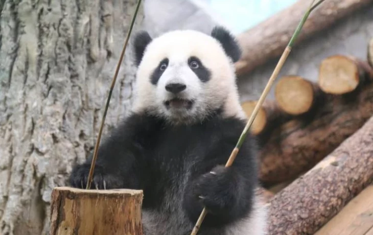 &laquo;Смелый шаг&raquo;: Московский зоопарк показал, как панда Катюша проползла под бревном