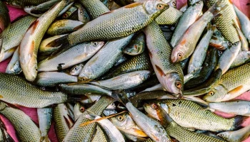 Росрыболовство не исключило повышения пошлин на импорт рыбы при необходимости