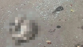 Проверку начали после гибели кошек, выброшенных мужчиной из окна дома в Москве
