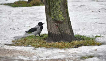 Синоптик Позднякова сообщила, когда в Москву придет метеорологическая весна