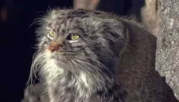 Весенний Тимоша: Московский зоопарк показал греющегося на солнце манула