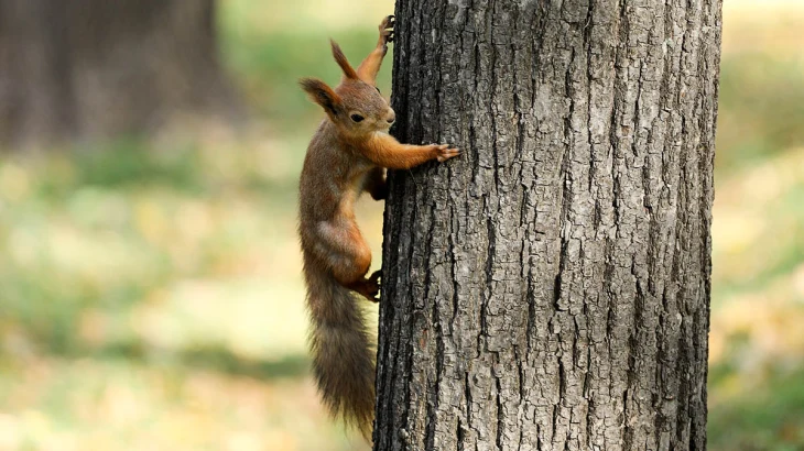 Синоптик Тишковец рассказал, когда в Москве наступит старое бабье лето Синоптик Тишковец рассказал, когда в Москве наступит старое бабье лето